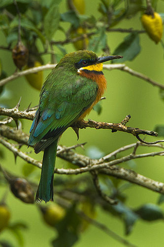 Cinnamon-chested bee-eater